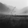 Fog (Single)